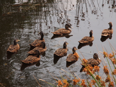[Mom and the nine ducklings swim through the pond.]
